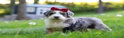 Bernedoodle dogs for sale: Dolly - Ad 4