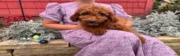 Mini Goldendoodle dogs for sale: Candy - Ad 1