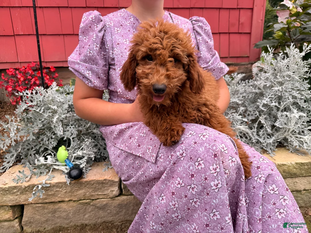 Mini Goldendoodle dogs for sale: Candy - Ad 1