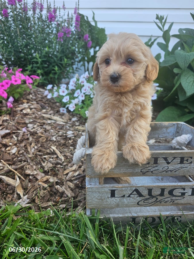 Havapoo dogs Shirley - Ad 2