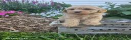Havapoo dogs for sale: Shirley - Ad 2