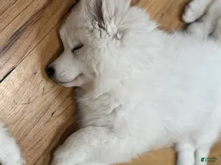 Samoyed dogs Samoyed Puppy 3 - Ad 16