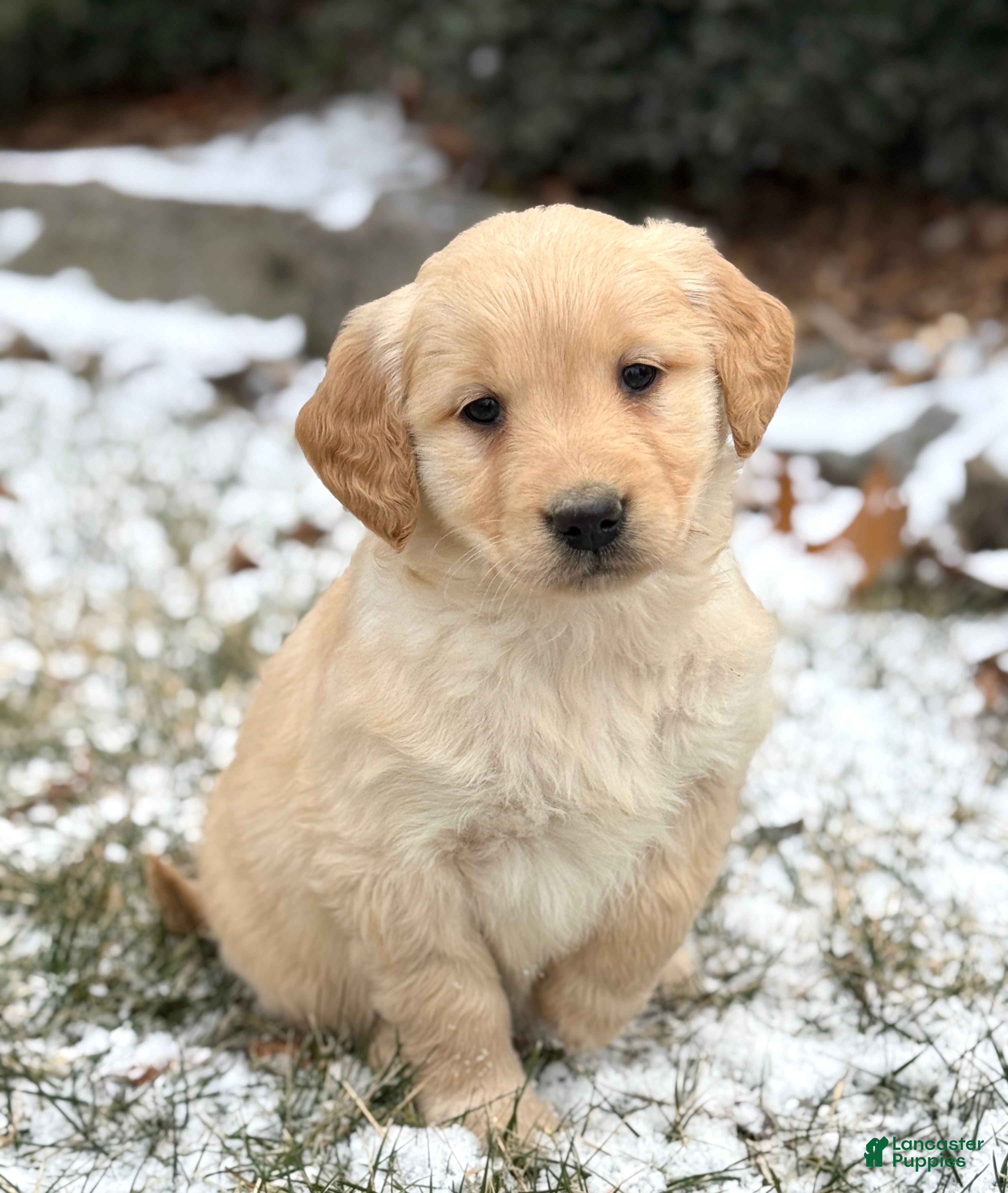 Golden Retriever dogs Sandy - Ad 10