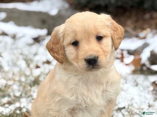 Golden Retriever dogs Sandy - Ad 28
