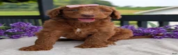 Goldendoodle dogs for sale: Miss Ellie - Ad 2