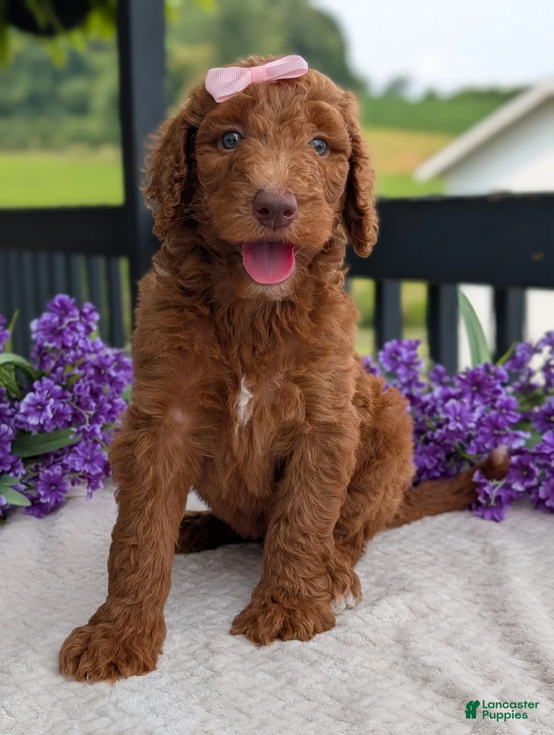 Goldendoodle dogs for sale: Miss Ellie - Ad 2