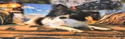 Mixed Breed dogs for sale: Eclipse - Ad 12