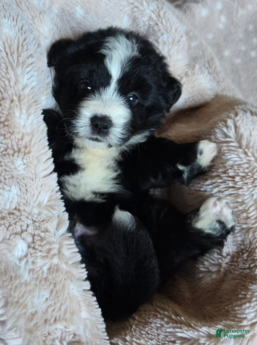 Mini Bernedoodle dogs for sale: Mini Wilson - Ad 2