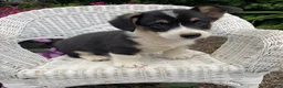 Welsh Corgi Pembroke dogs for sale: Jack - Ad 1