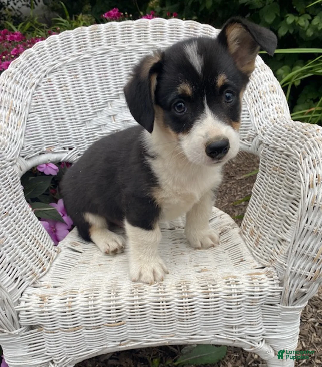 Welsh Corgi Pembroke dogs for sale: Jack - Ad 1