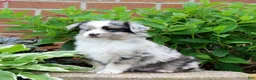 Miniature Australian Shepherd dogs for sale: Fritz  - Ad 3