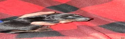 Doberman Pinscher dogs for sale: Doberman Pinscher 1 - Ad 2