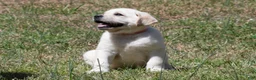 Labrador Retriever dogs for sale: Kellie - Ad 6