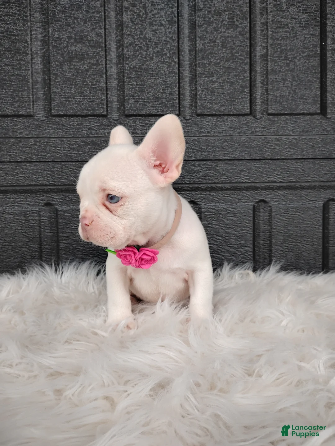 French Bulldog dogs for sale: Gigi  - Ad 8