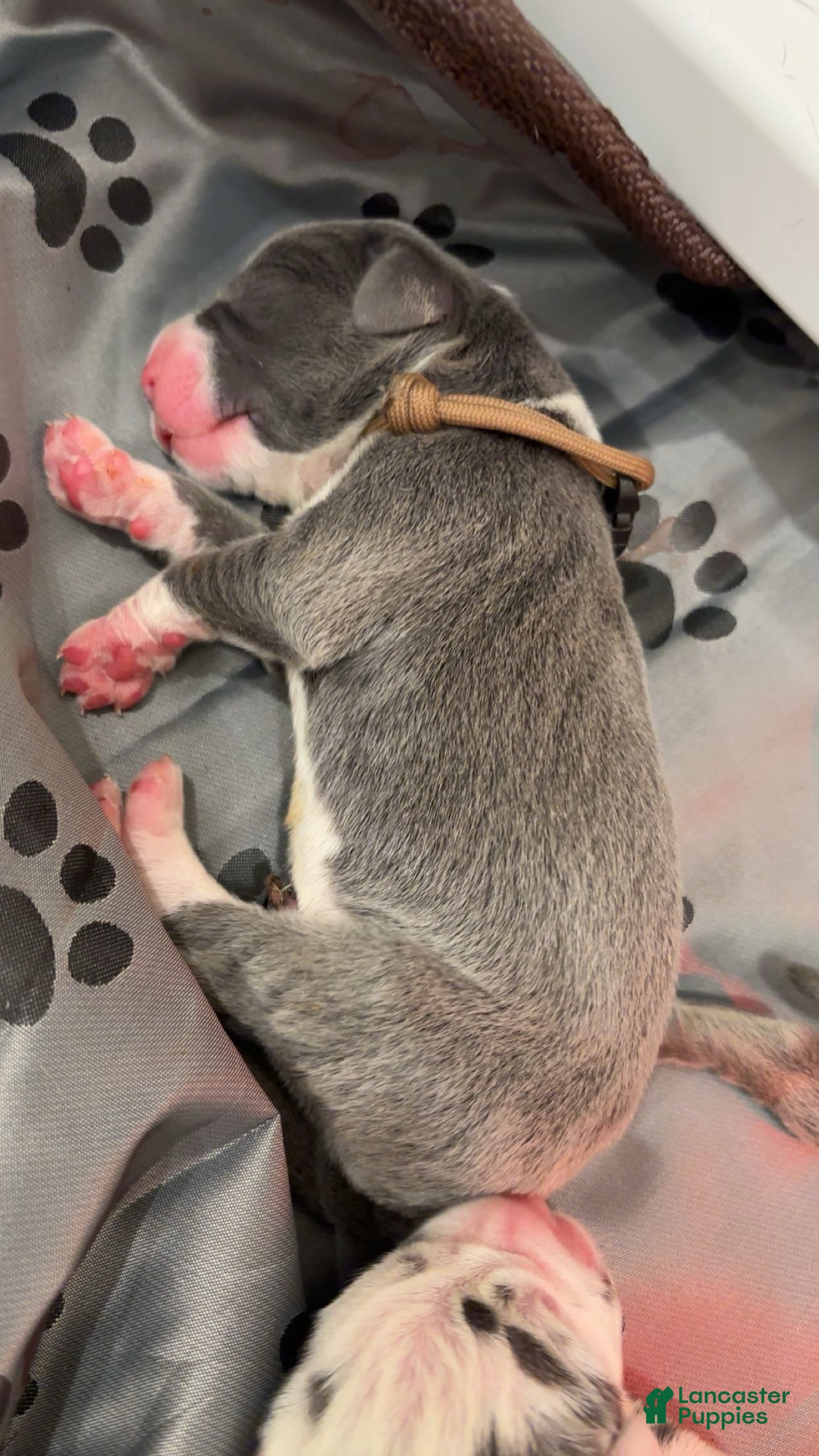 Great Dane dogs for sale: Great Dane 5 - Ad 42