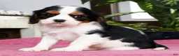 Cavalier King Charles Spaniel dogs for sale: Sarah - Ad 3