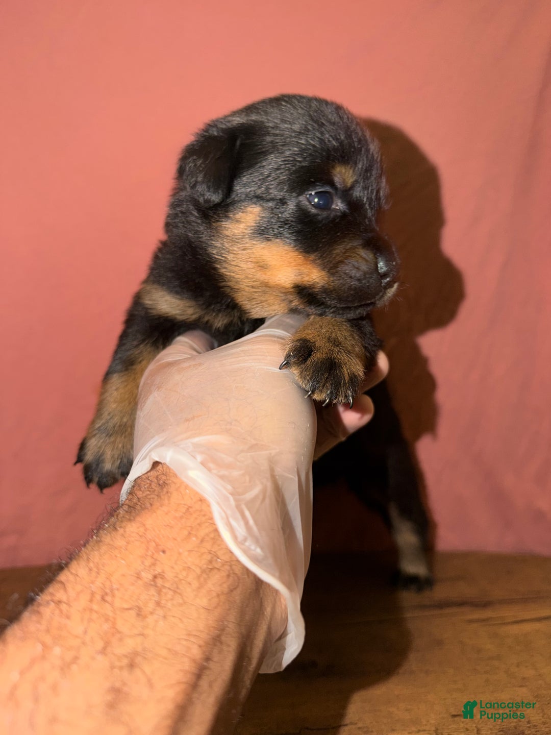 Rottweiler dogs for sale: Princess  - Ad 2