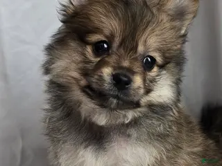 Pomapoo dogs Pomapoo Puppy 3 - Ad 14