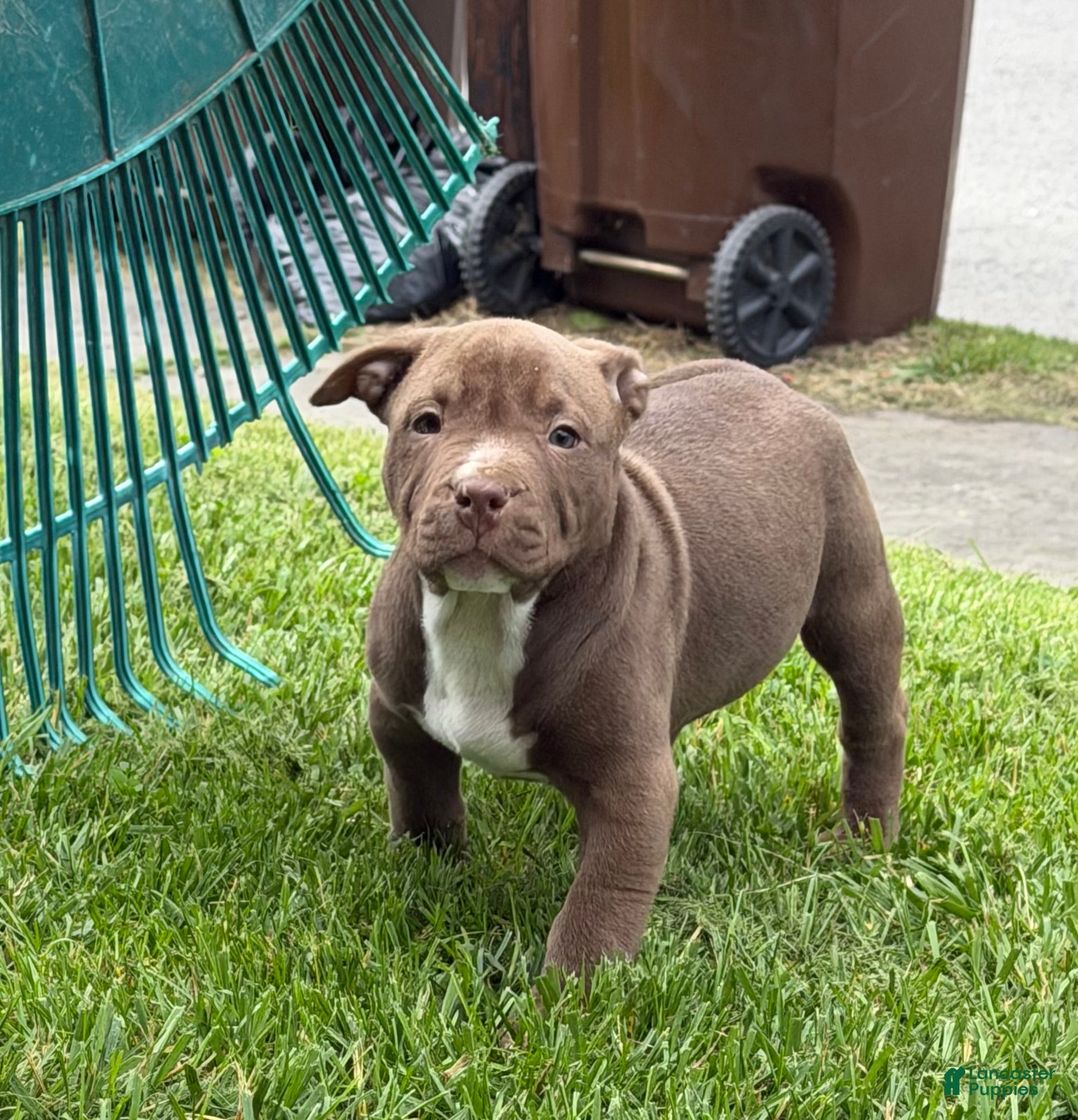 American Bully dogs Floki - Ad 1