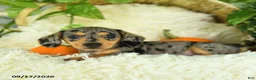 Miniature Dachshund dogs for sale: Smokey - Ad 3