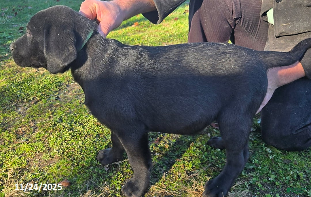 Labrador Retriever dogs for sale: Sammy - Ad 3