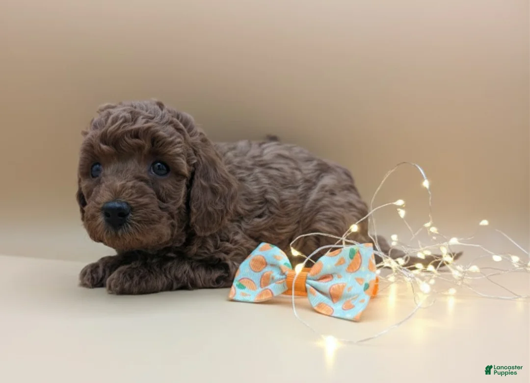 Toy Poodle dogs for sale: Maple 🍁 - Ad 18