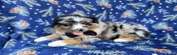 Miniature Australian Shepherd dogs for sale: Taco - Ad 4