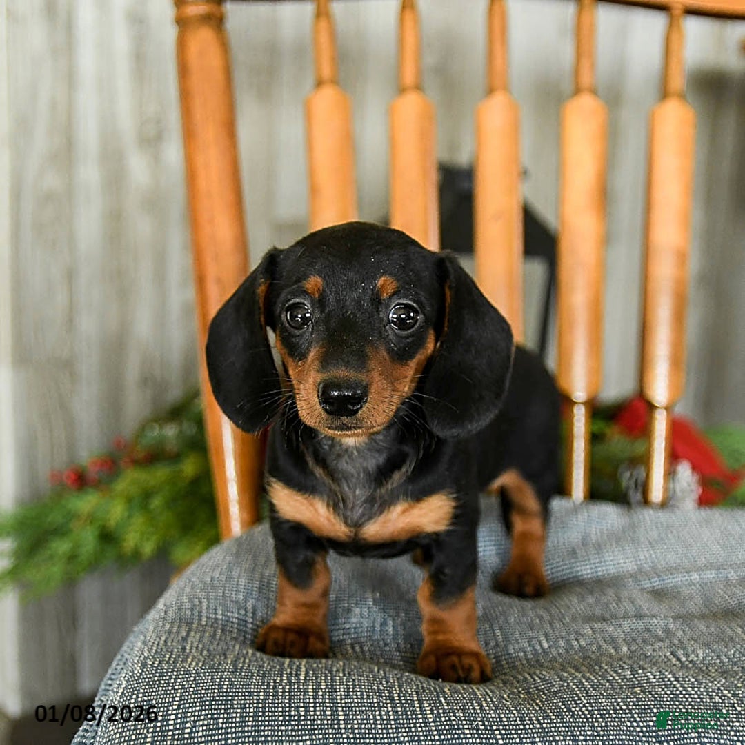 Miniature Dachshund dogs for sale: Toffee - Ad 2