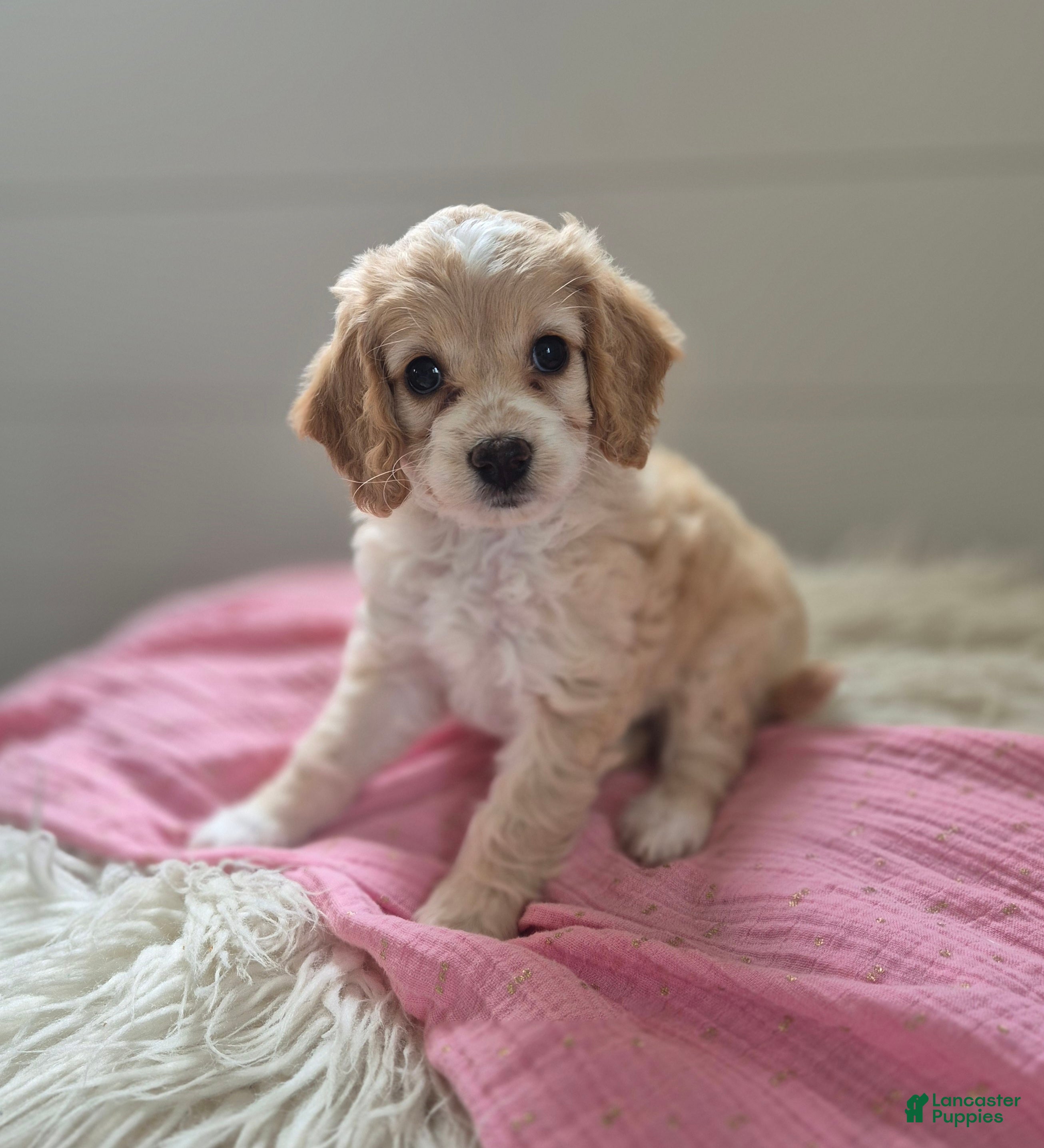 Cockapoo dogs for sale: Sophie - Ad 1