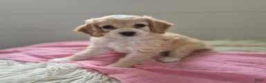 Sophie