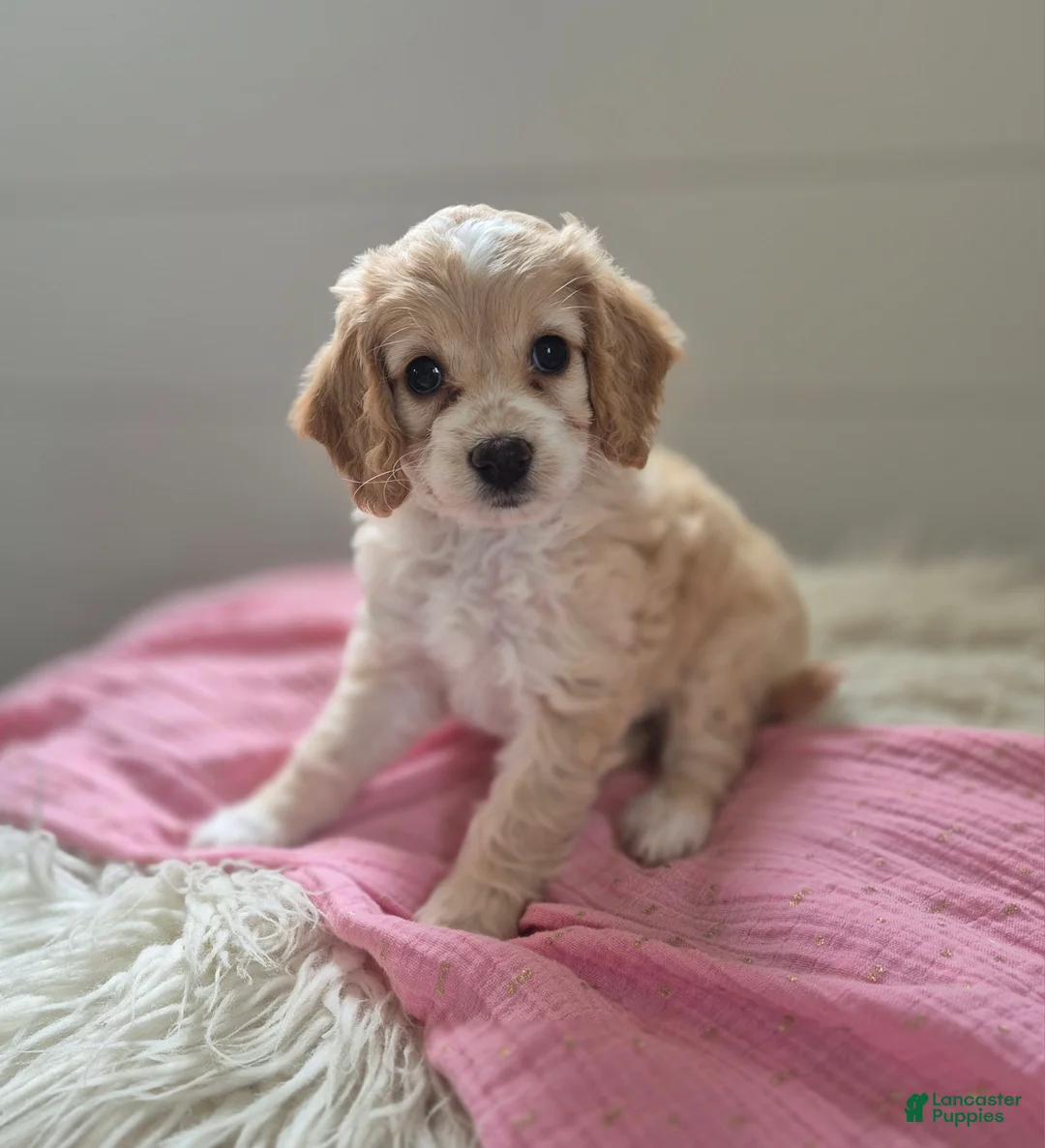 Cockapoo dogs for sale: Sophie - Ad 1