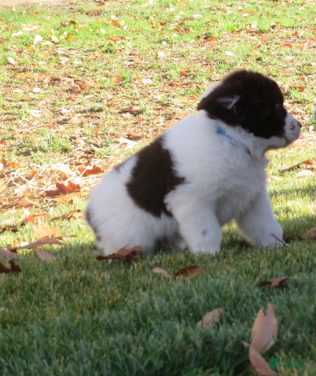 Newfoundland dogs for sale: Monty - Ad 7