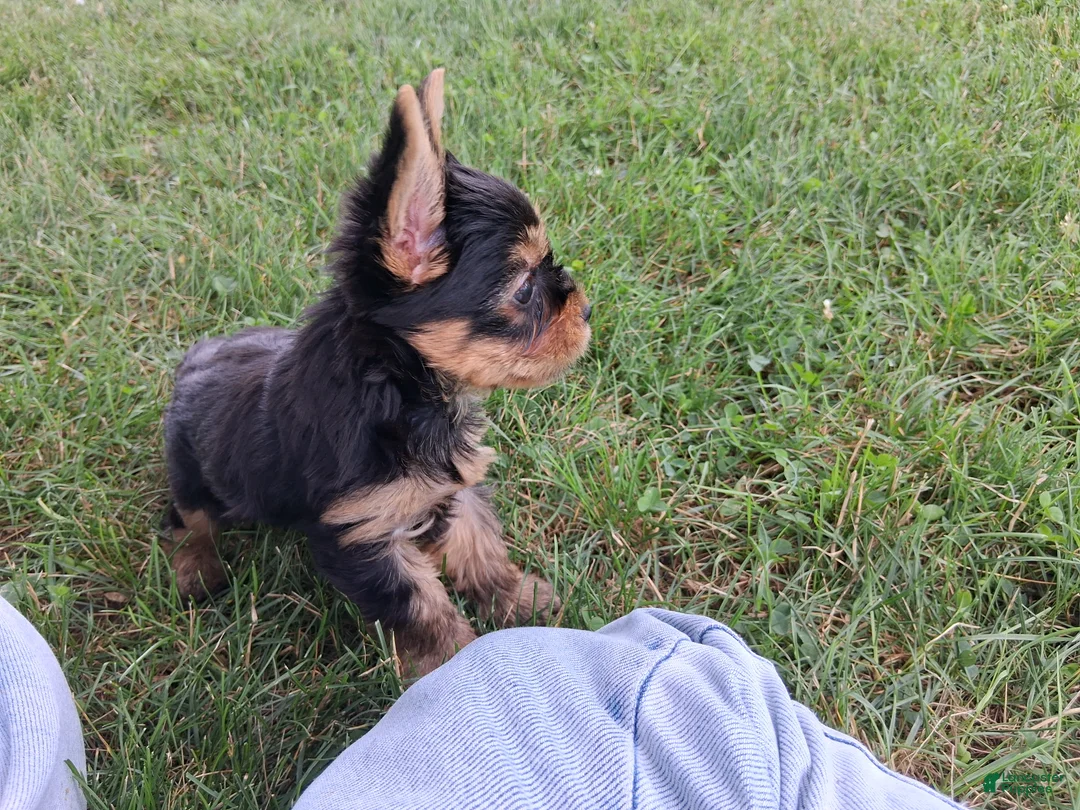 Yorkshire Terrier dogs for sale: Cola AKC  - Ad 5