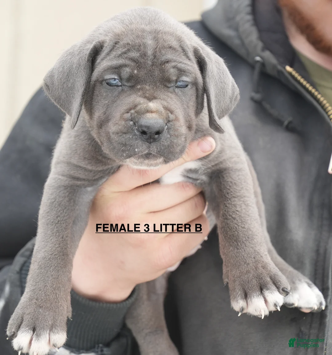 Cane Corso dogs for sale: Female 3 Litter B - Ad 1