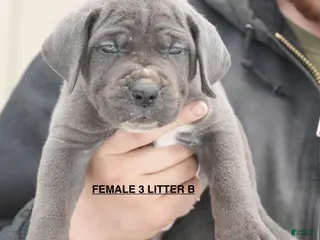 Cane Corso dogs Female 3 Litter B - Ad 23