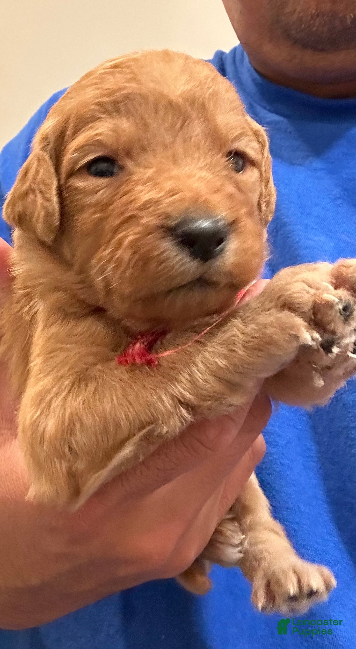 Goldendoodle dogs Violet - Ad 38