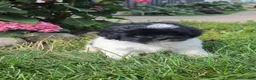 Shihpoo dogs for sale: Vicky - Ad 1