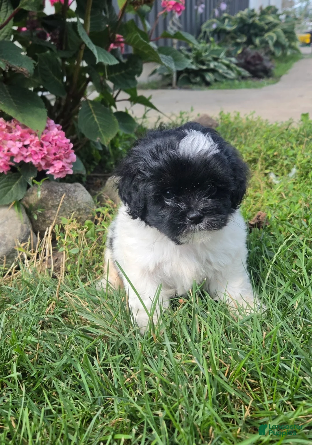 Shihpoo dogs for sale: Vicky - Ad 1