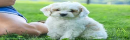 Mixed Breed dogs for sale: Gnome Munchkin Bernedoodle - Ad 6