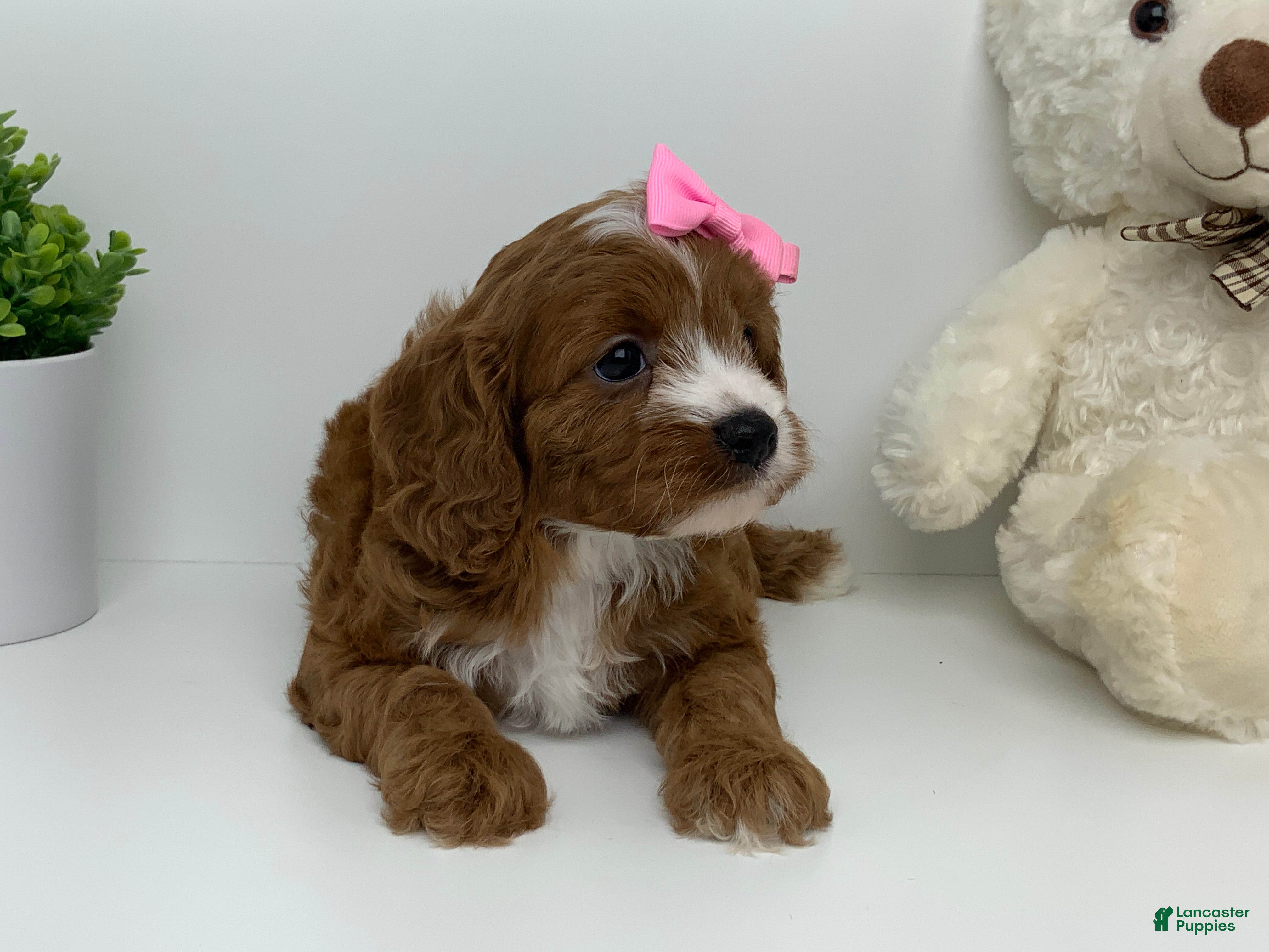 Cavapoo dogs Carie - Ad 1