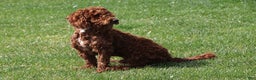 Labradoodle dogs for sale: Shiloh - Ad 7