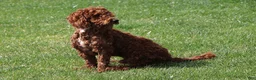 Labradoodle dogs for sale: Maverick - Ad 22
