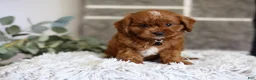 Cavapoo dogs for sale: Elliot - Ad 8