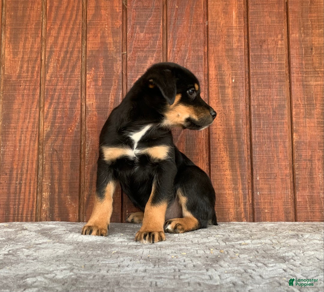 Mixed Breed dogs for sale: Jake - Ad 3