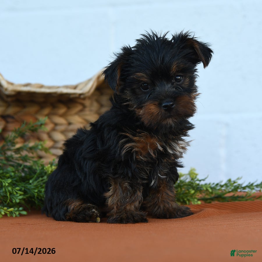 Yorkshire Terrier dogs Kyler - Ad 1