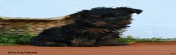 Yorkshire Terrier dogs for sale: Kyler - Ad 1