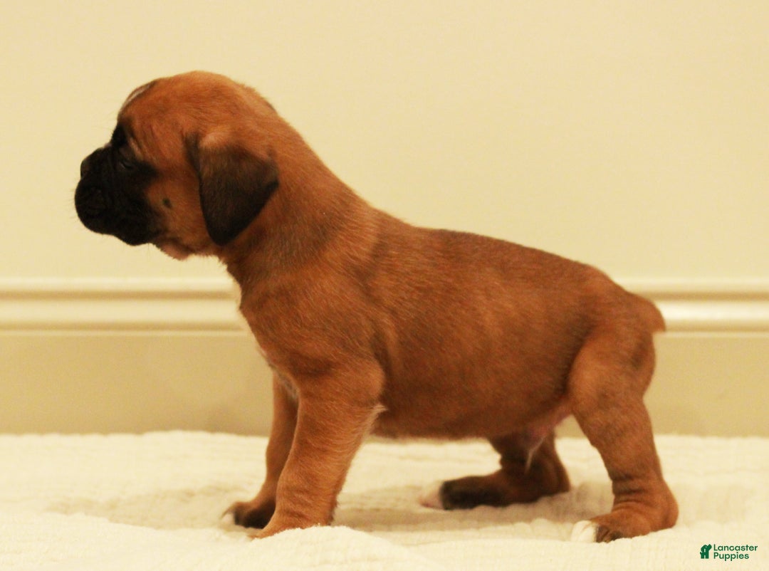Boxer dogs for sale: Fenton - Ad 3