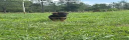 German Shepherd dogs for sale: Calaylah - Ad 9