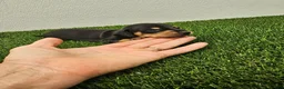 Dachshund dogs for sale: Oscar - Ad 3
