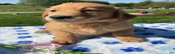 Golden Retriever dogs for sale: Dolly - Ad 3
